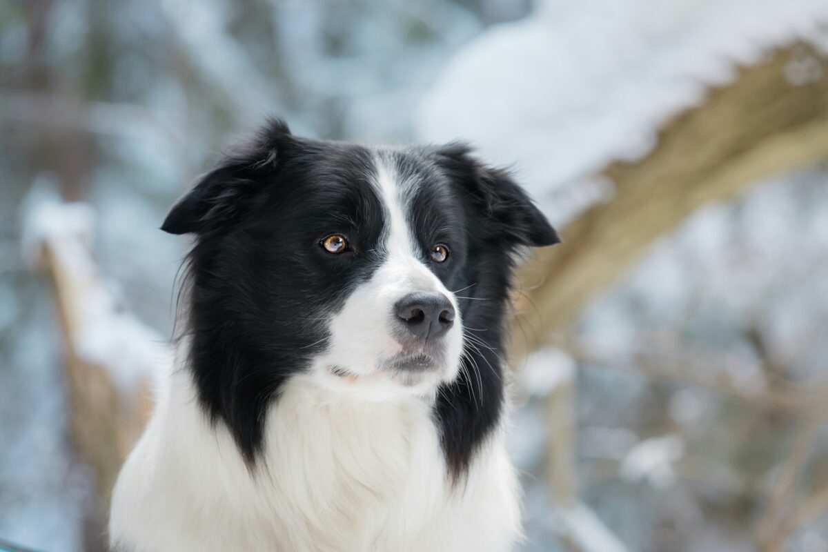 Nearby Border Collie Puppy