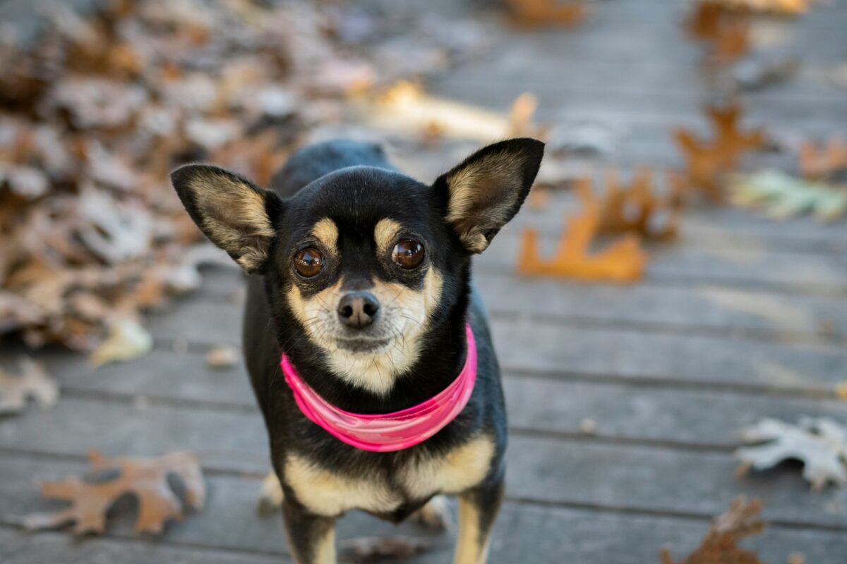 Nearby Chihuahua Puppy