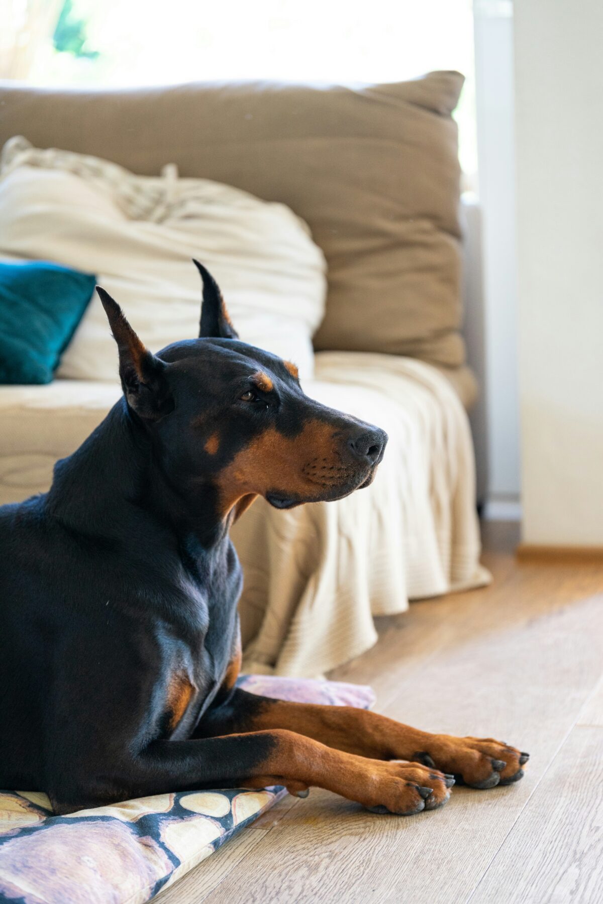 Nearby Doberman Pinscher Puppy | Black & Rust Color