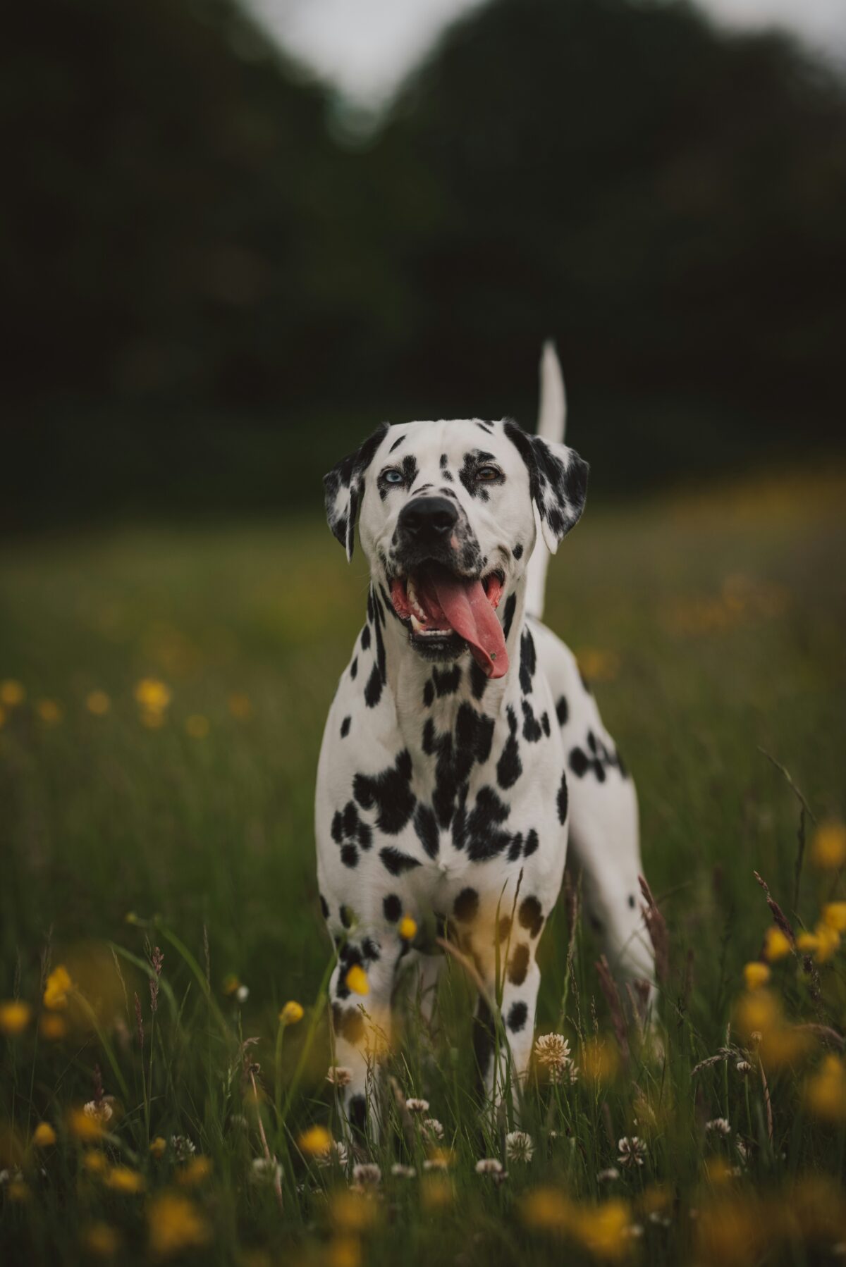 Nearby Dalmatian Puppy | Black & White Color