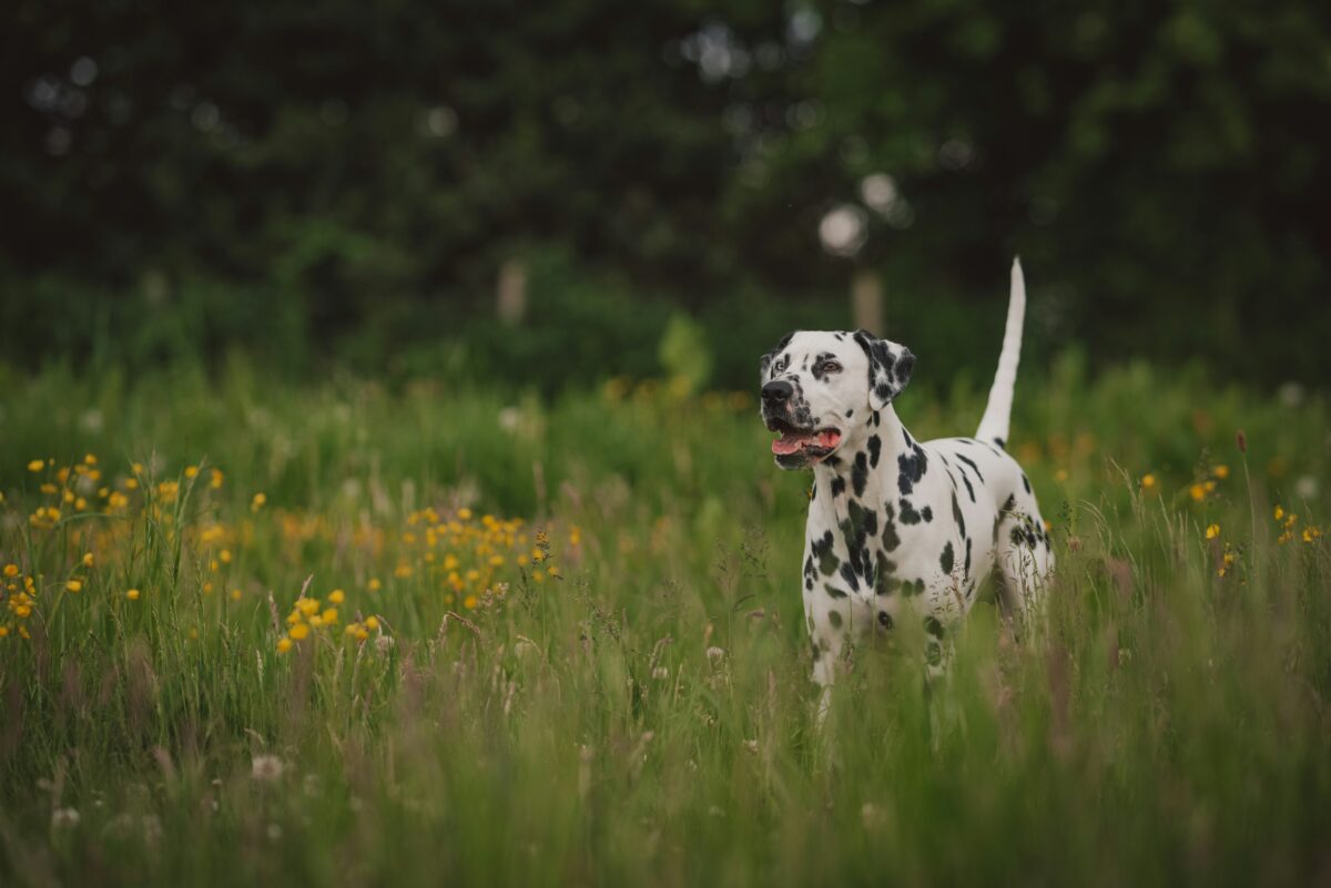 Nearby Dalmatian Puppy | Black & White Color - Image 3