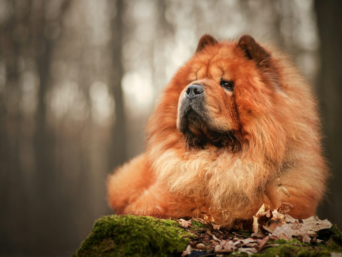 Nearby Chow Chow Puppy | Fawn Color