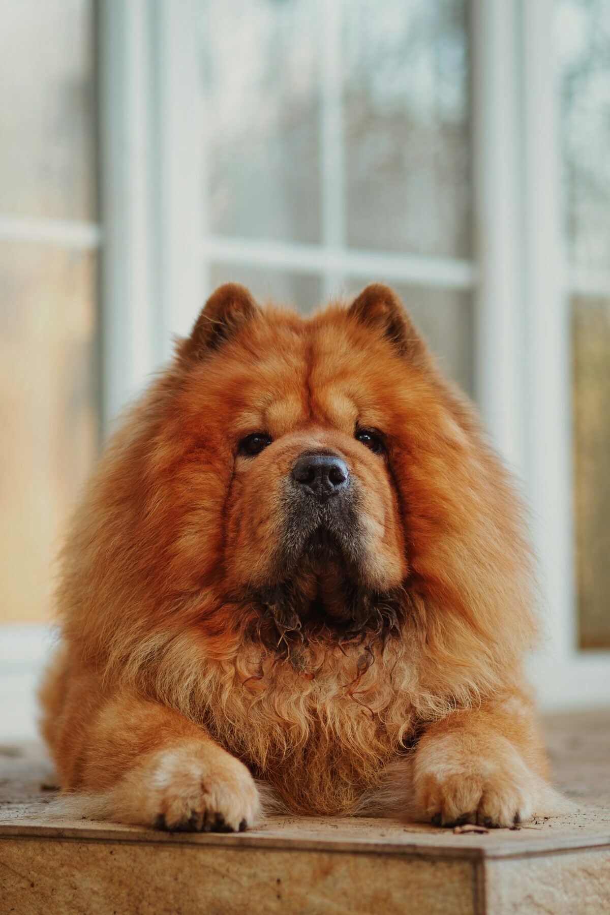 Nearby Chow Chow Puppy | Fawn Color