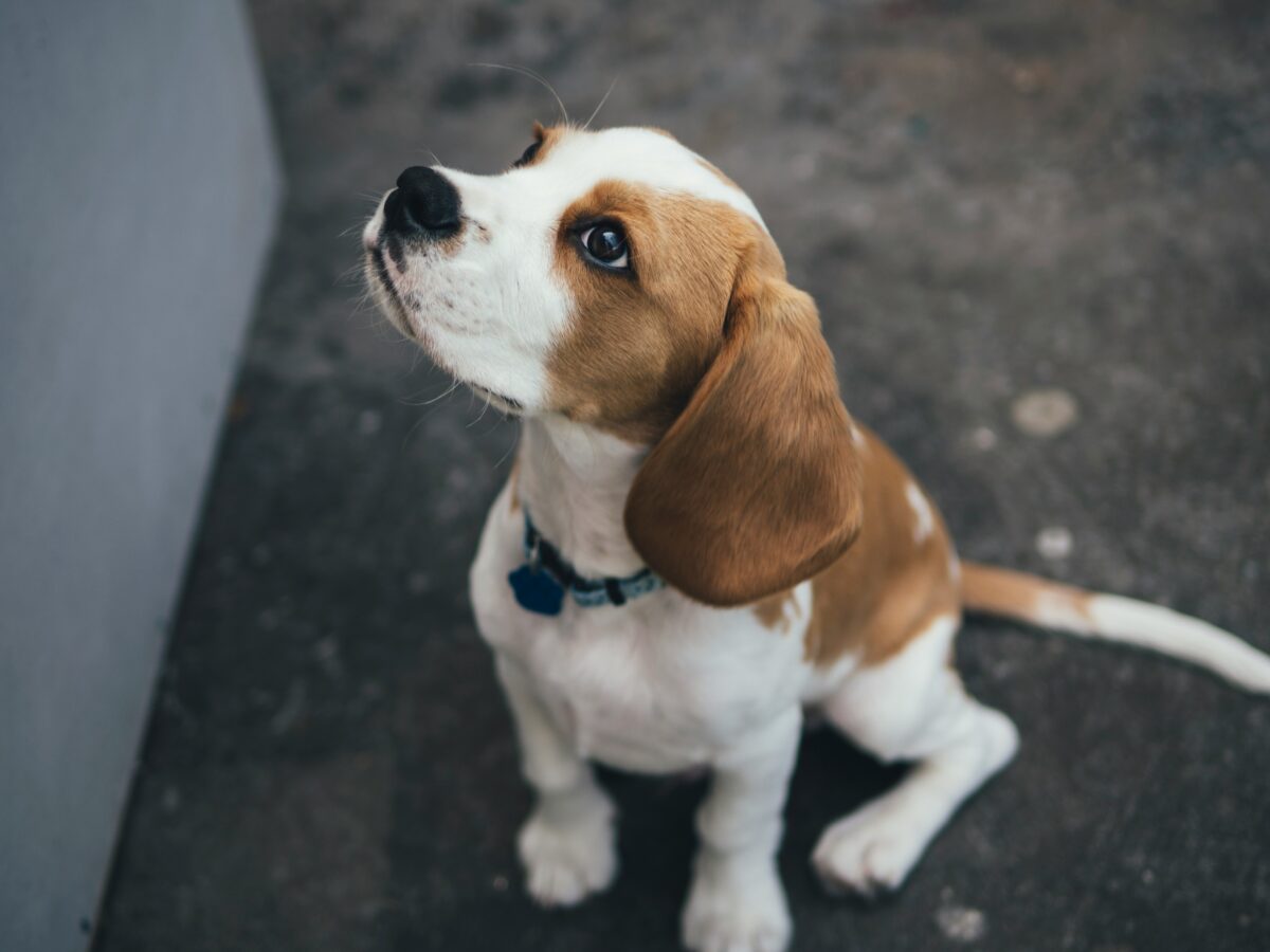 Nearby Beagle | Tricolor Puppy - Image 6