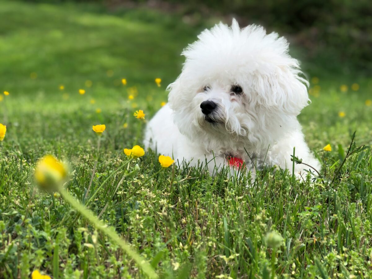 Nearby Bichon Frise Puppy