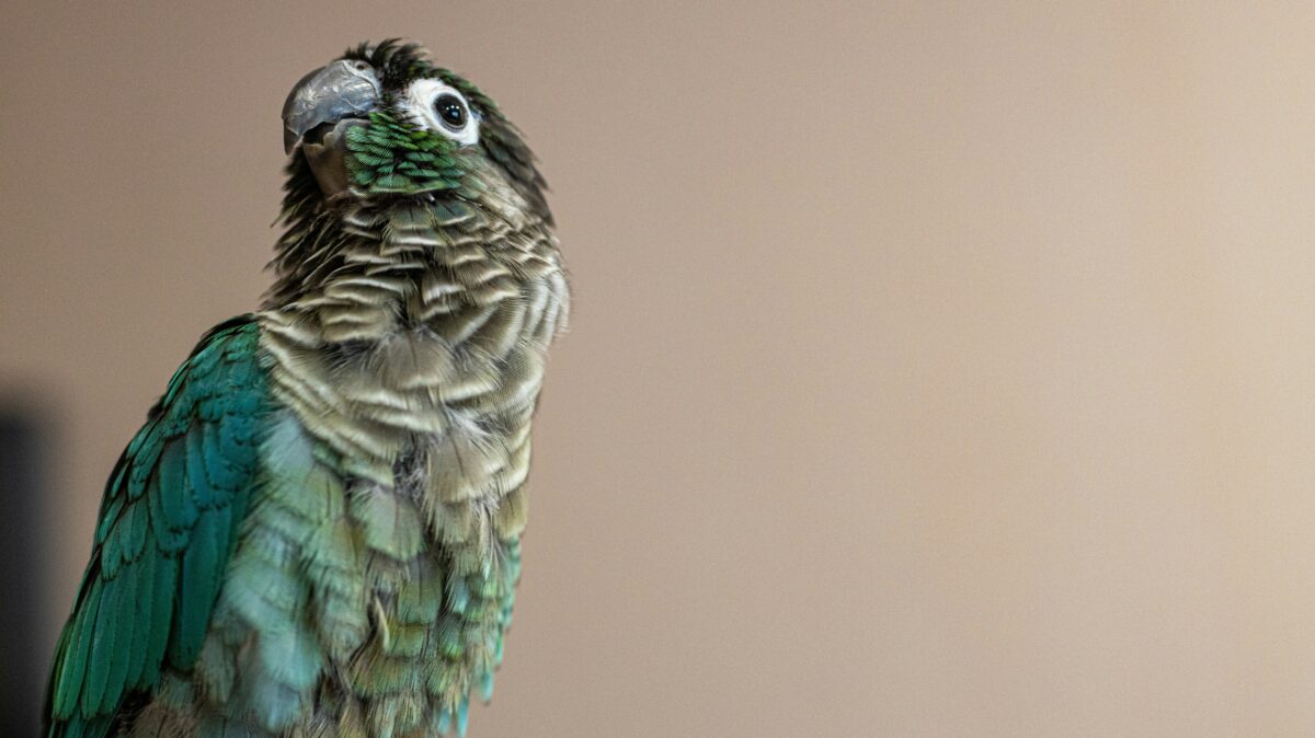 Nearby Blue Sided / Turquoise Conure - Image 1