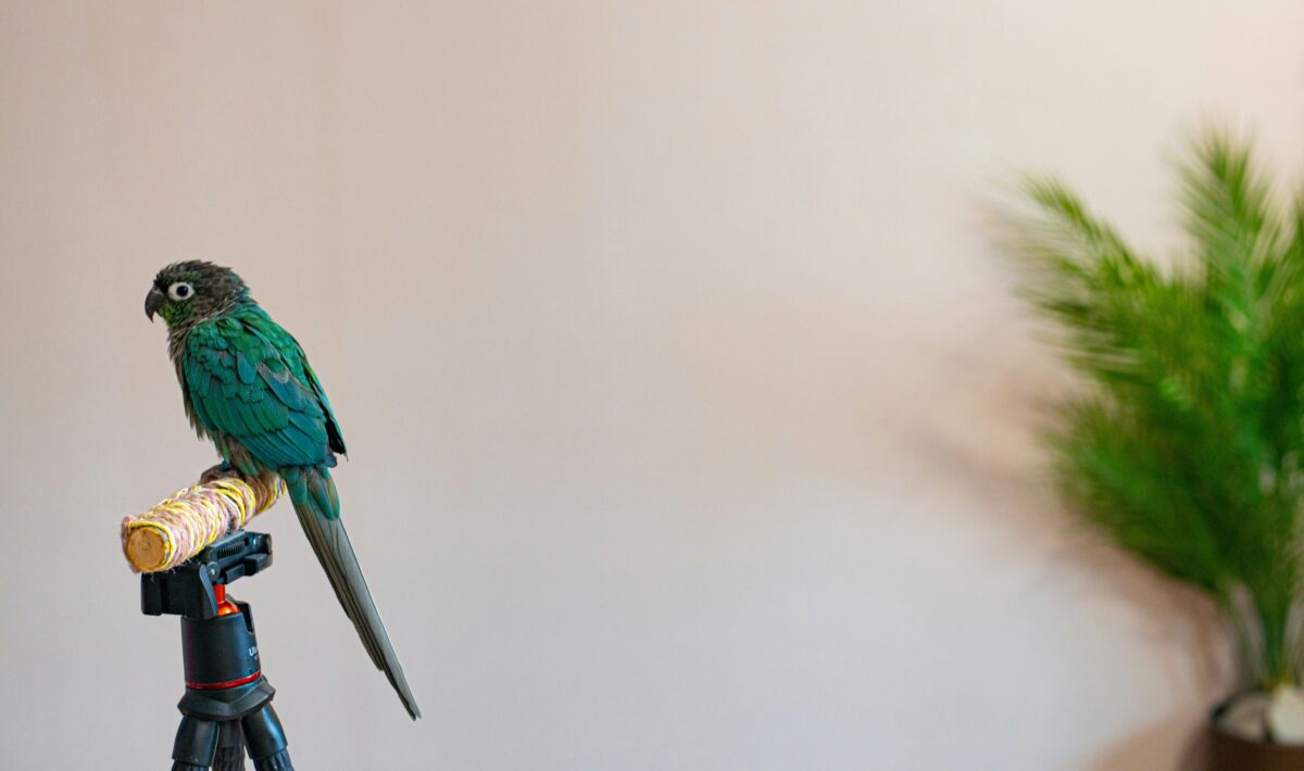 Nearby Blue Sided / Turquoise Conure - Image 3