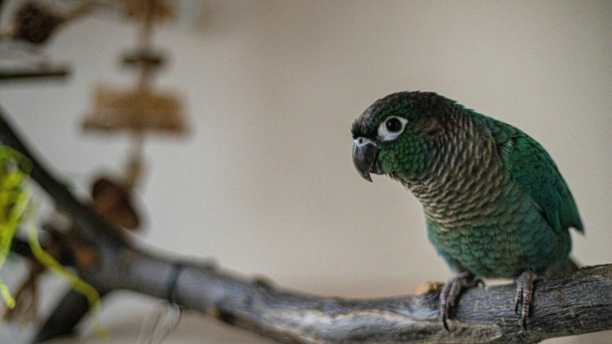 Nearby Blue Sided / Turquoise Conure - Image 5