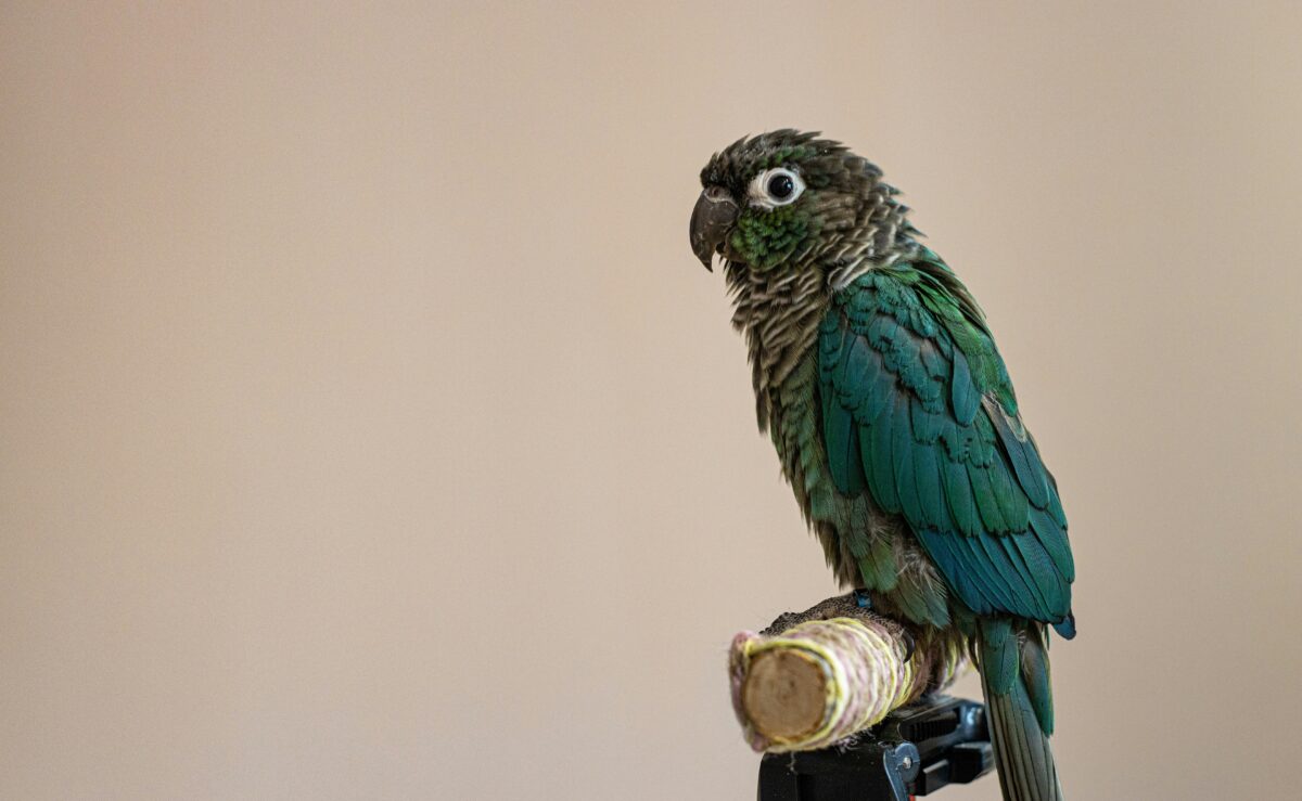 Nearby Blue Sided / Turquoise Conure - Image 6