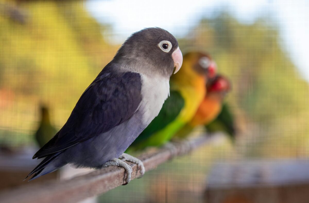 African Love Birds | Green