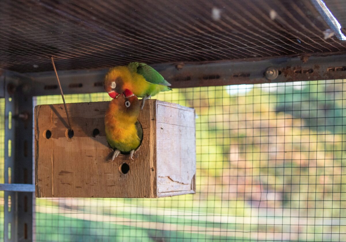 African Love Birds | Green