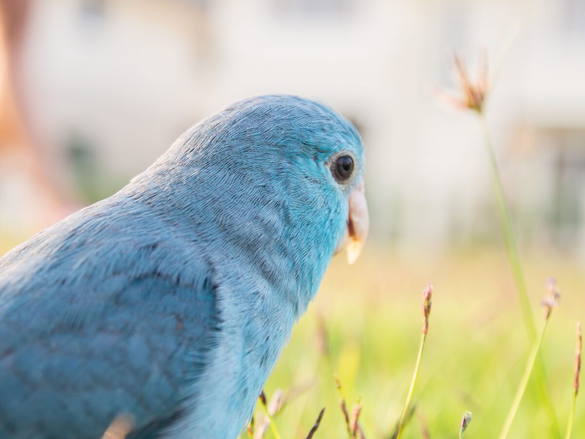Blue Monk | Blue Quaker Parrot