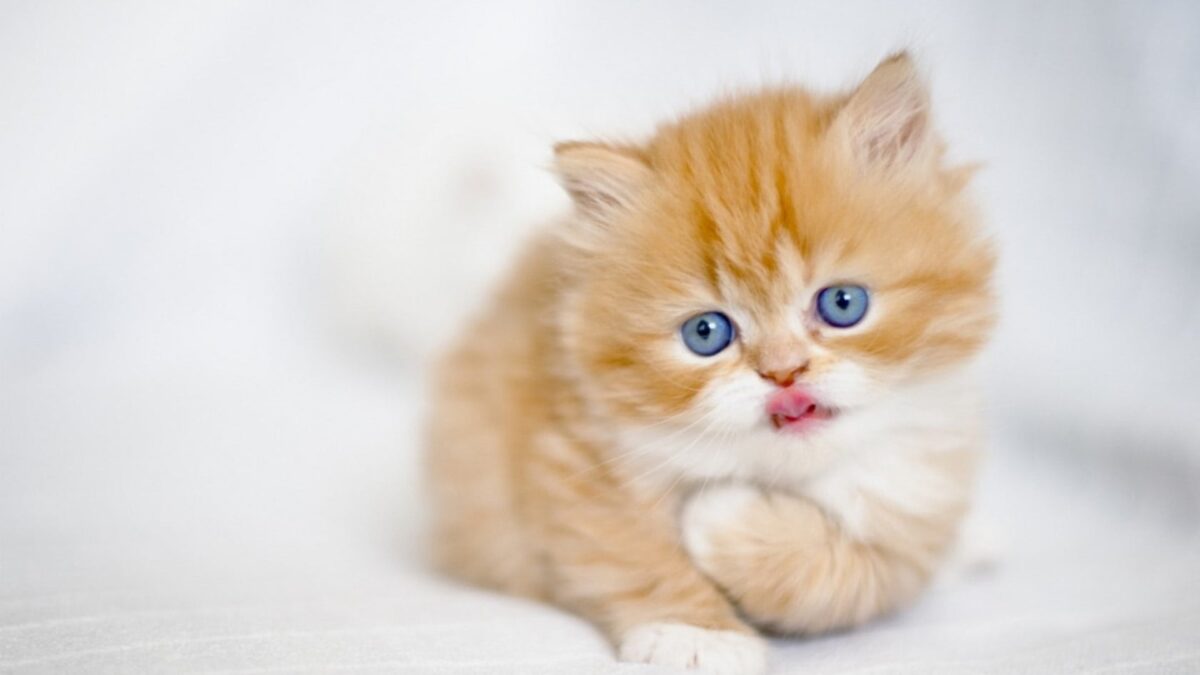 Persian Kittens with Blue Eyes