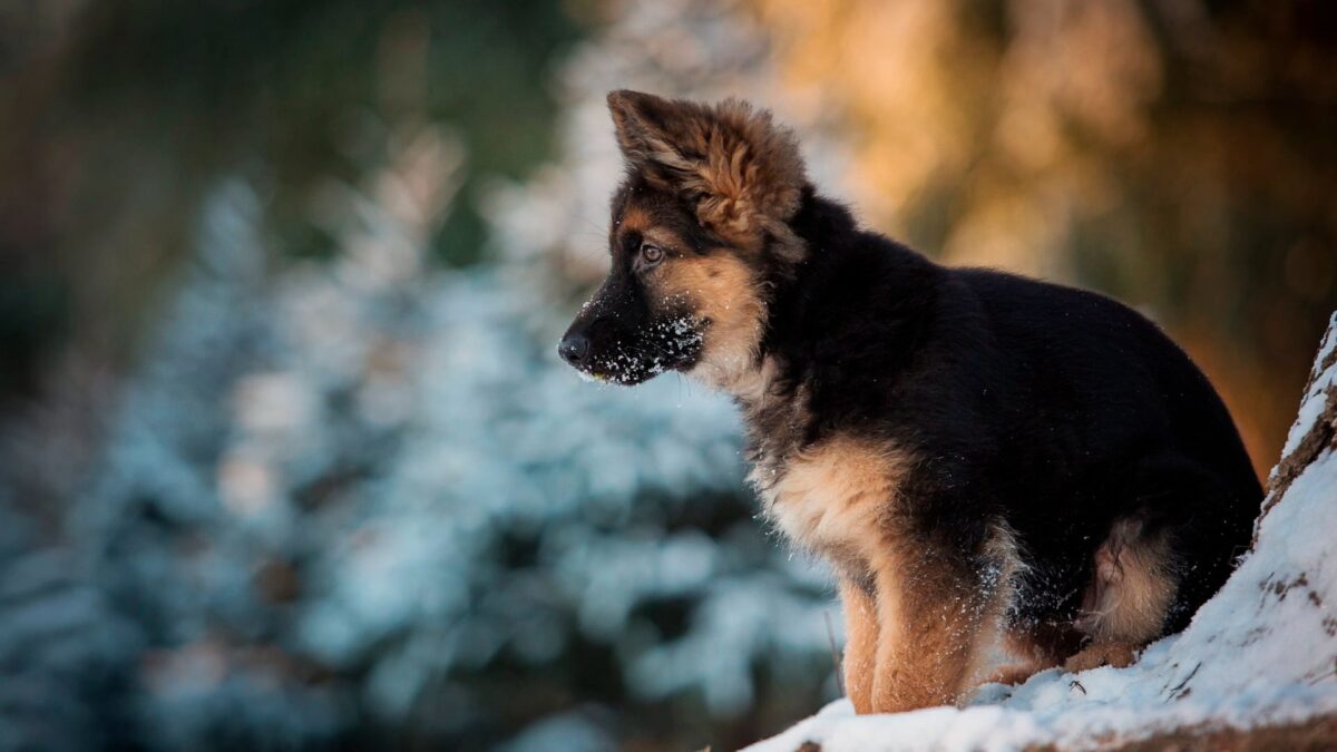 German Shepherd Puppy | Red and Black