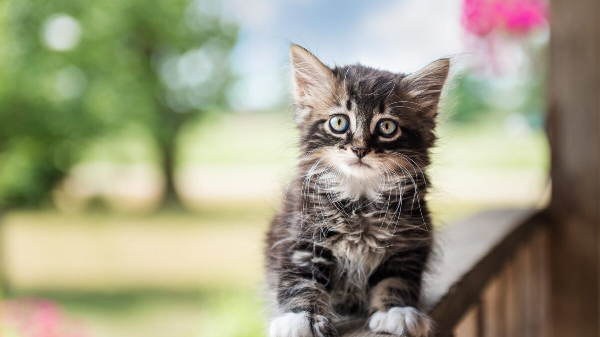 Siberian Cats & Kittens