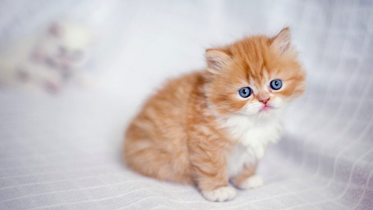Nearby Persian Kittens with Blue Eyes - Image 7