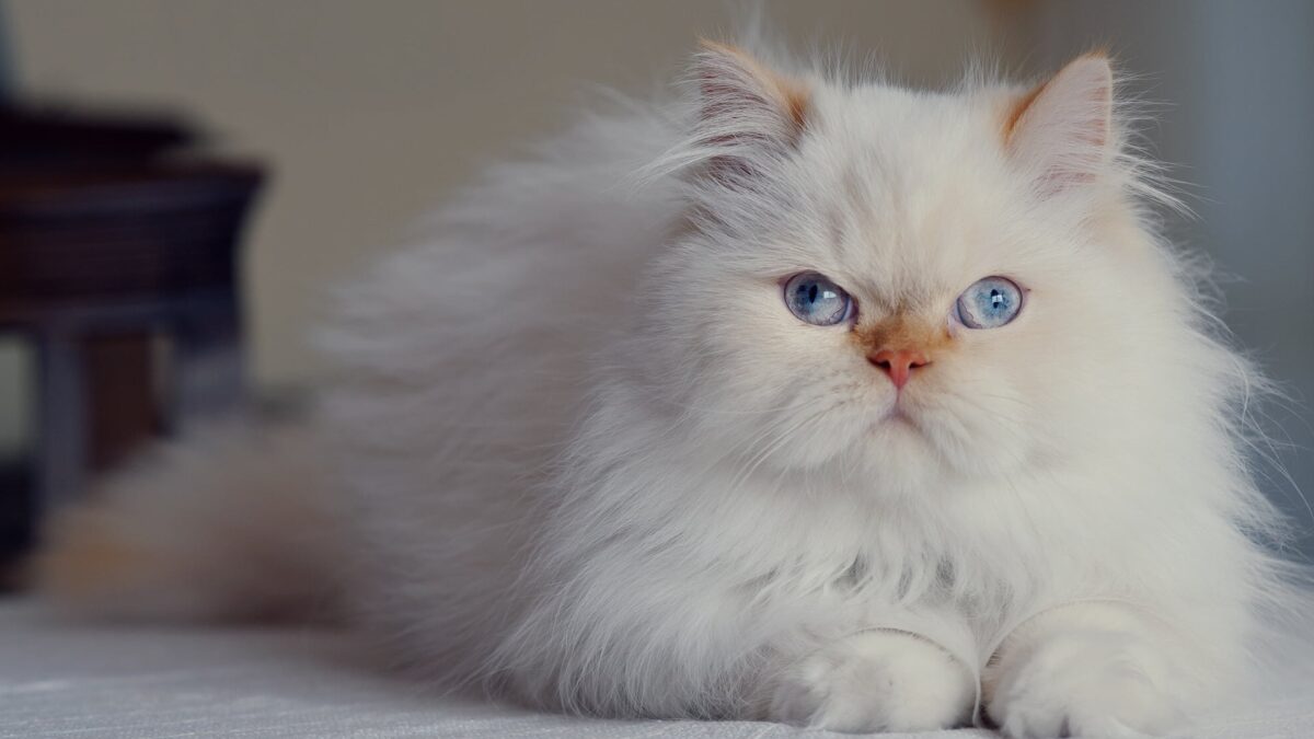 Nearby Persian Kittens with Blue Eyes - Image 6