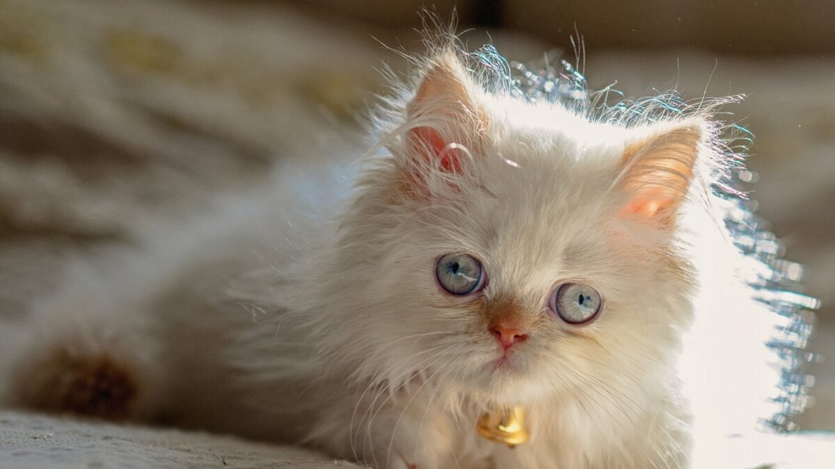 Nearby Persian Kittens with Blue Eyes - Image 5