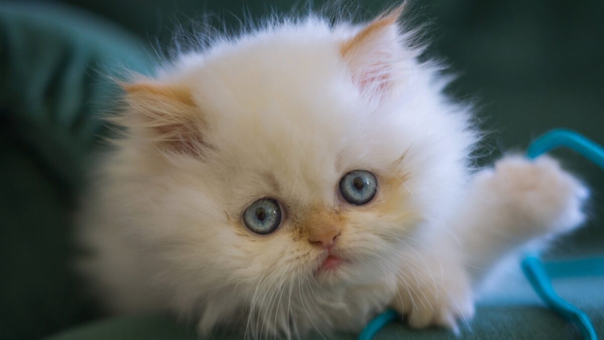 Nearby Persian Kittens with Blue Eyes - Image 4