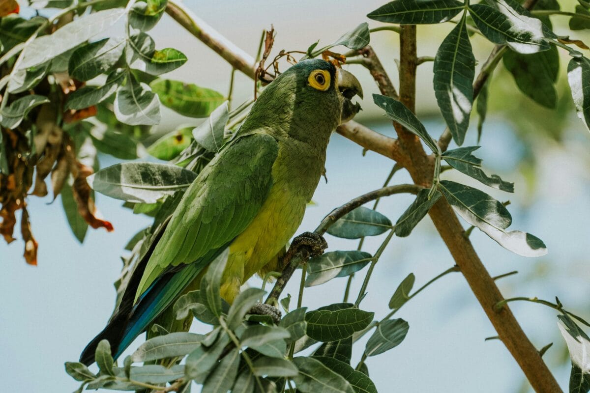 Nearby Blue Crown Amazon | Exotic Parrot - Image 5