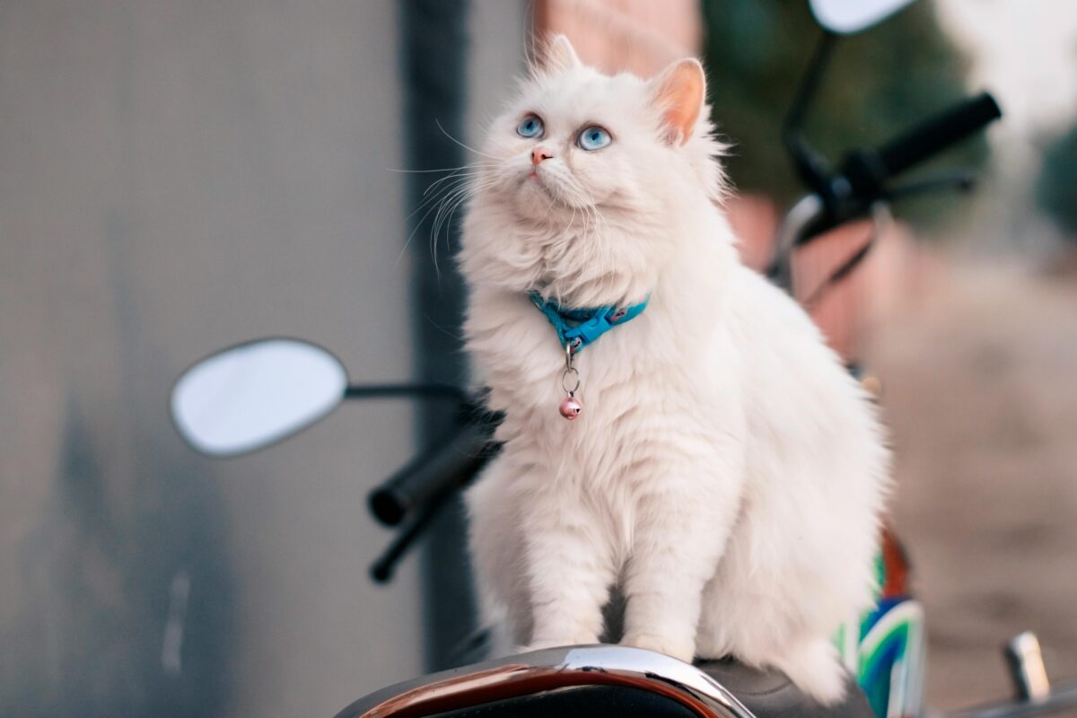 Nearby Persian Kittens with Blue Eyes - Image 1