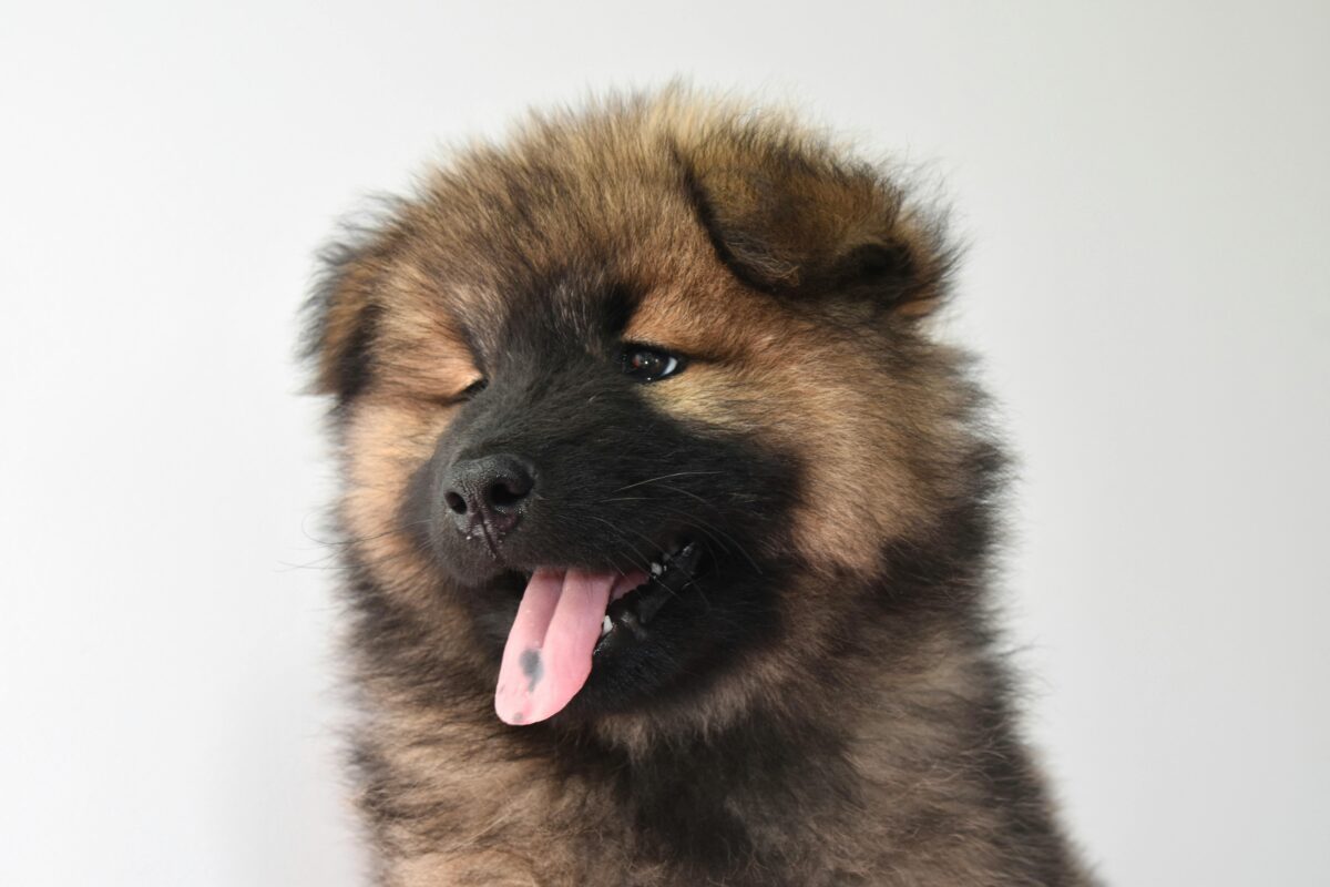 Nearby German Shepherd Puppy | Black and Tan