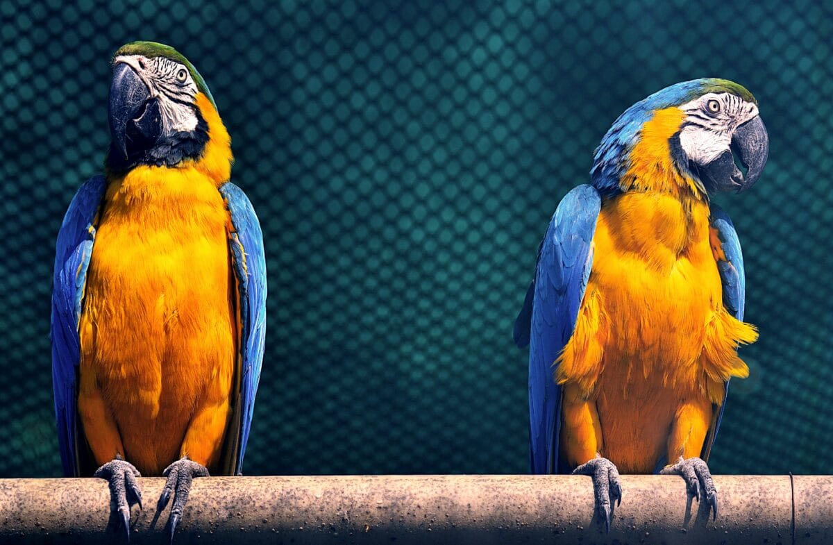 Nearby Blue & Gold Macaw - Image 5