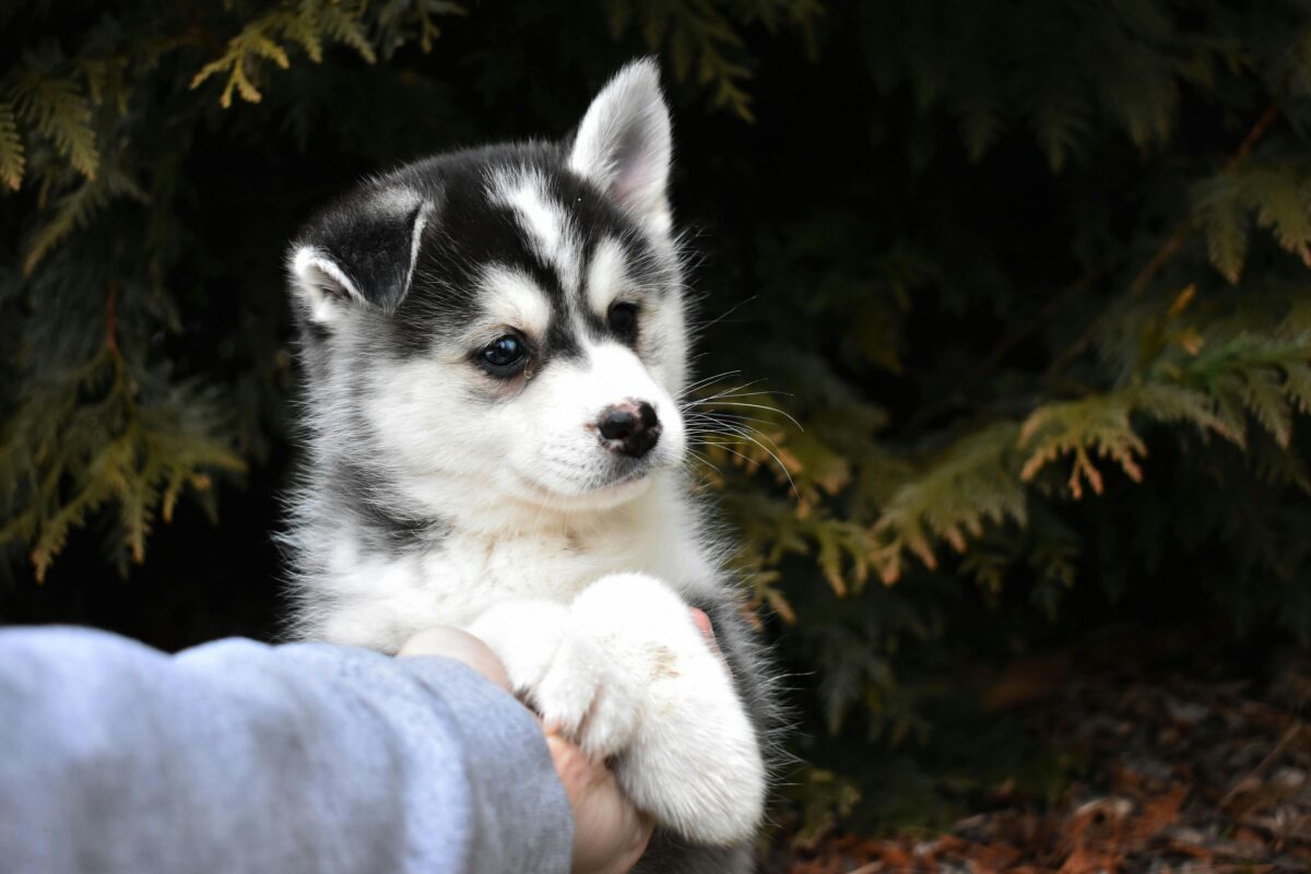 Nearby Siberian Husky | Black & White Color With Brown Eye