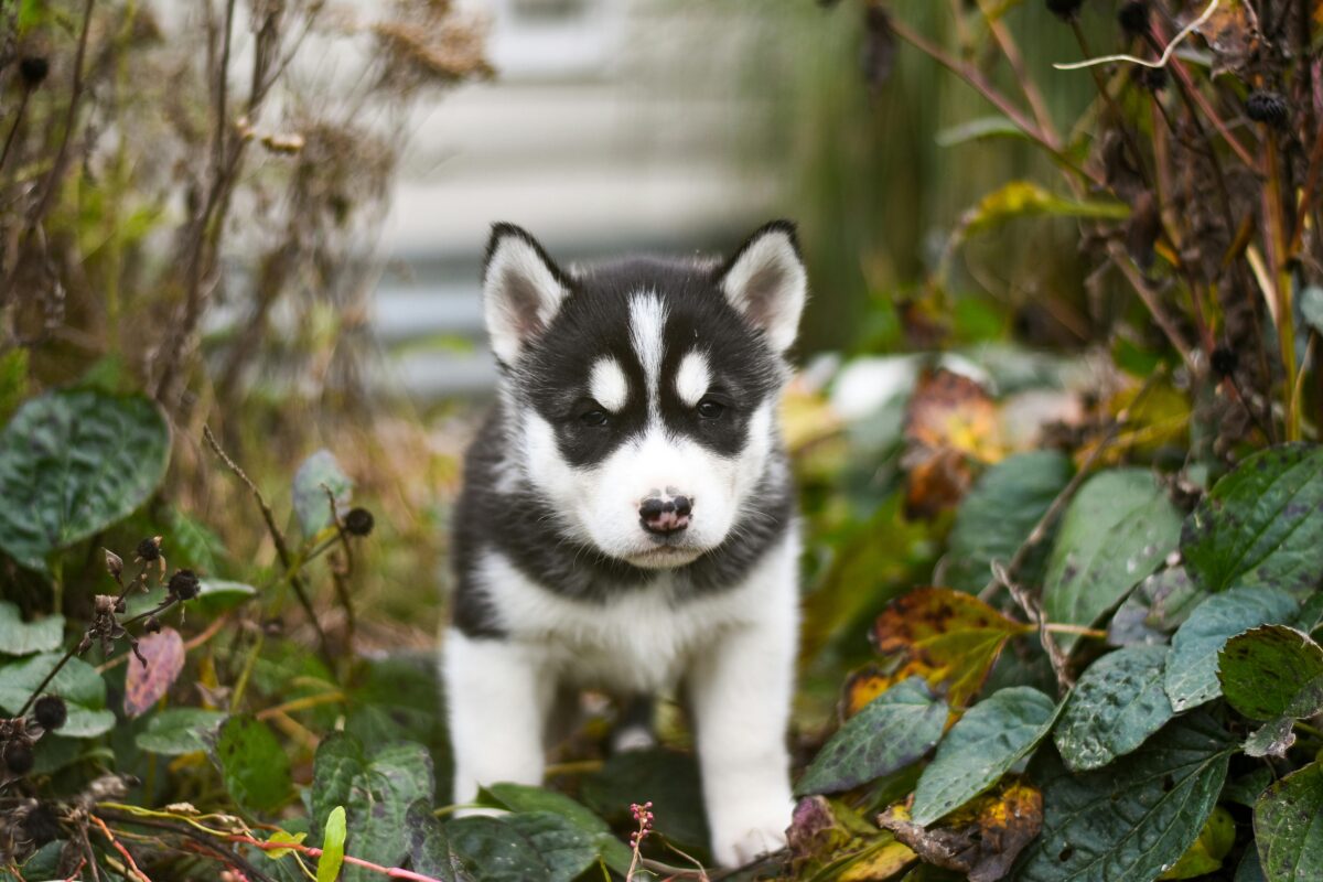 Nearby Siberian Husky | Black & White Color With Brown Eye - Image 1