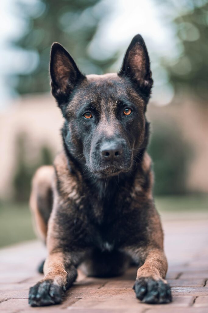 Nearby Belgian Malinois Puppy