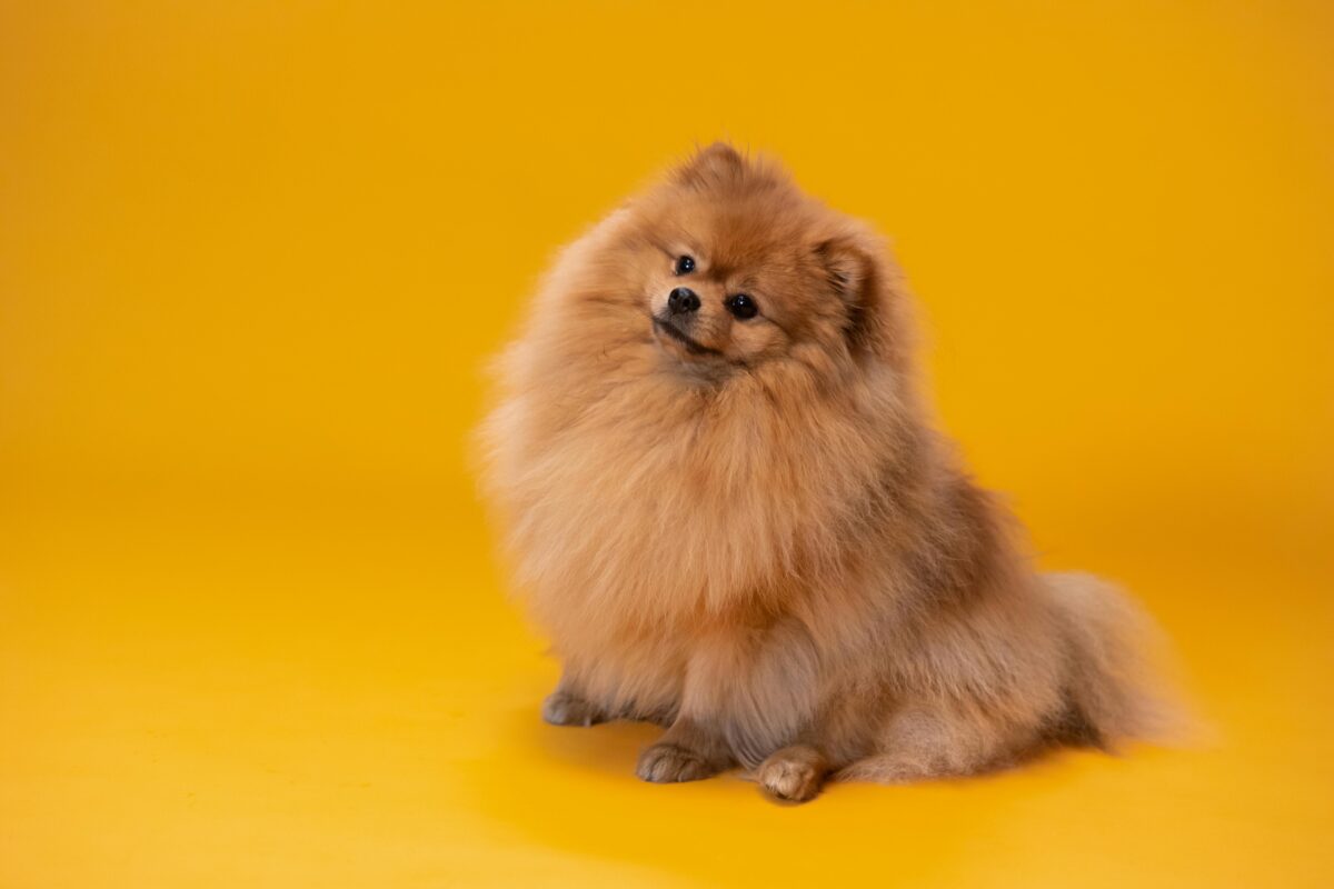 Nearby Culture Pom Puppy | Orange Color