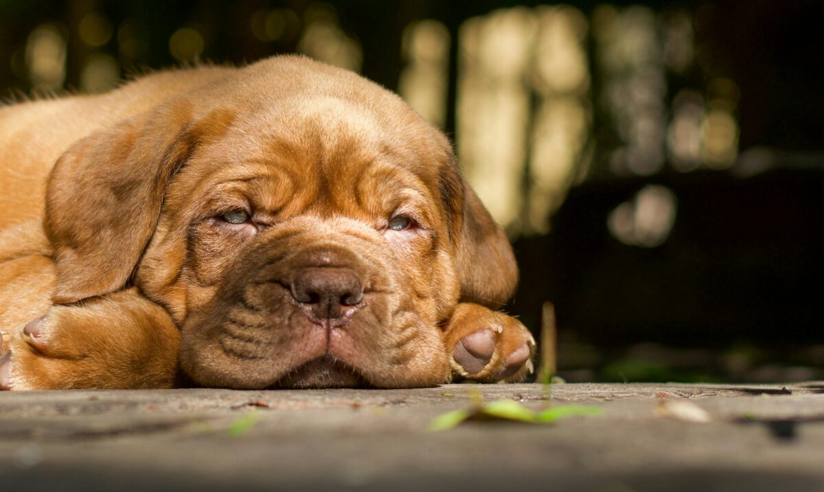 Nearby French Mastiff Puppy