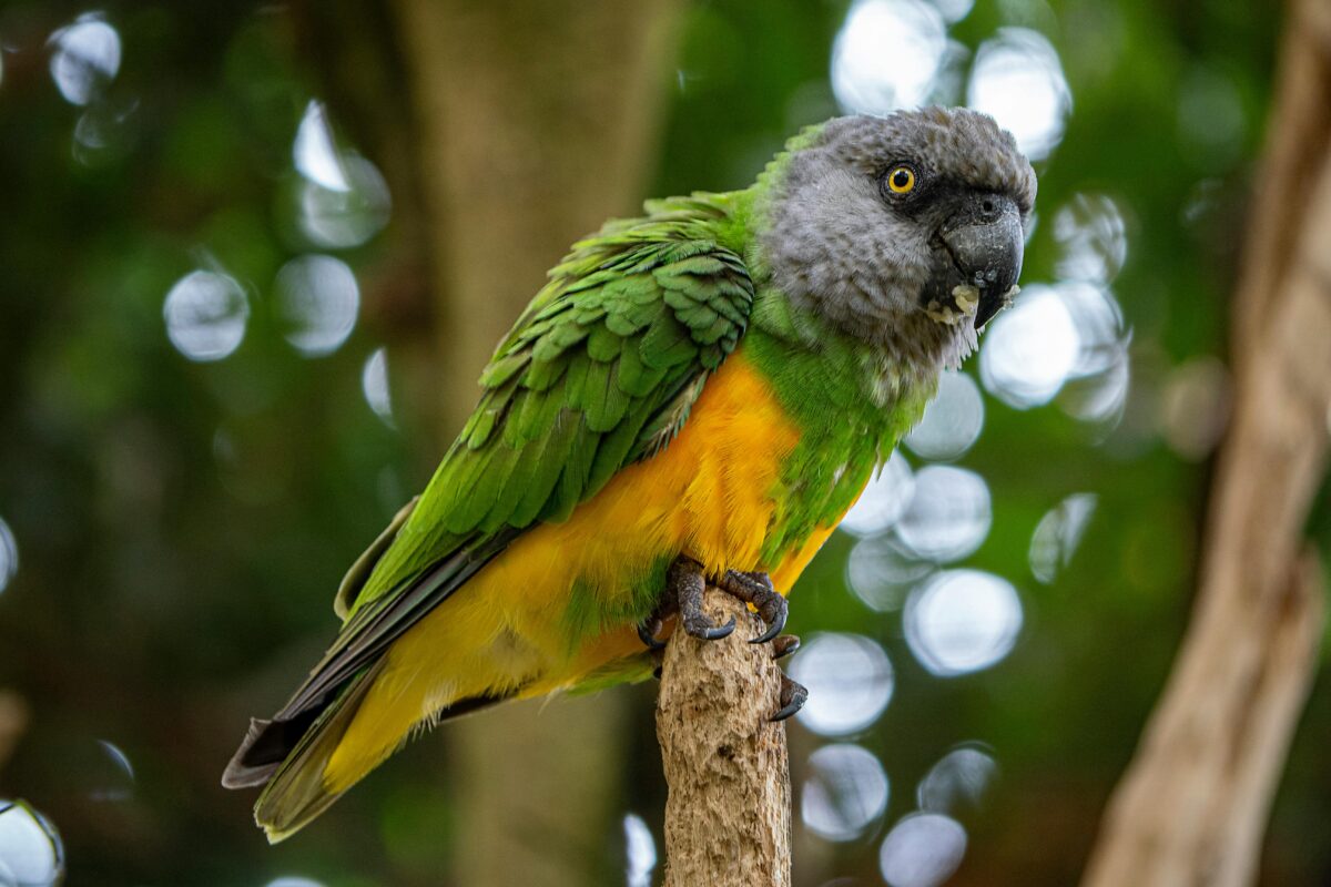 Nearby Senegal Parrot - Image 5