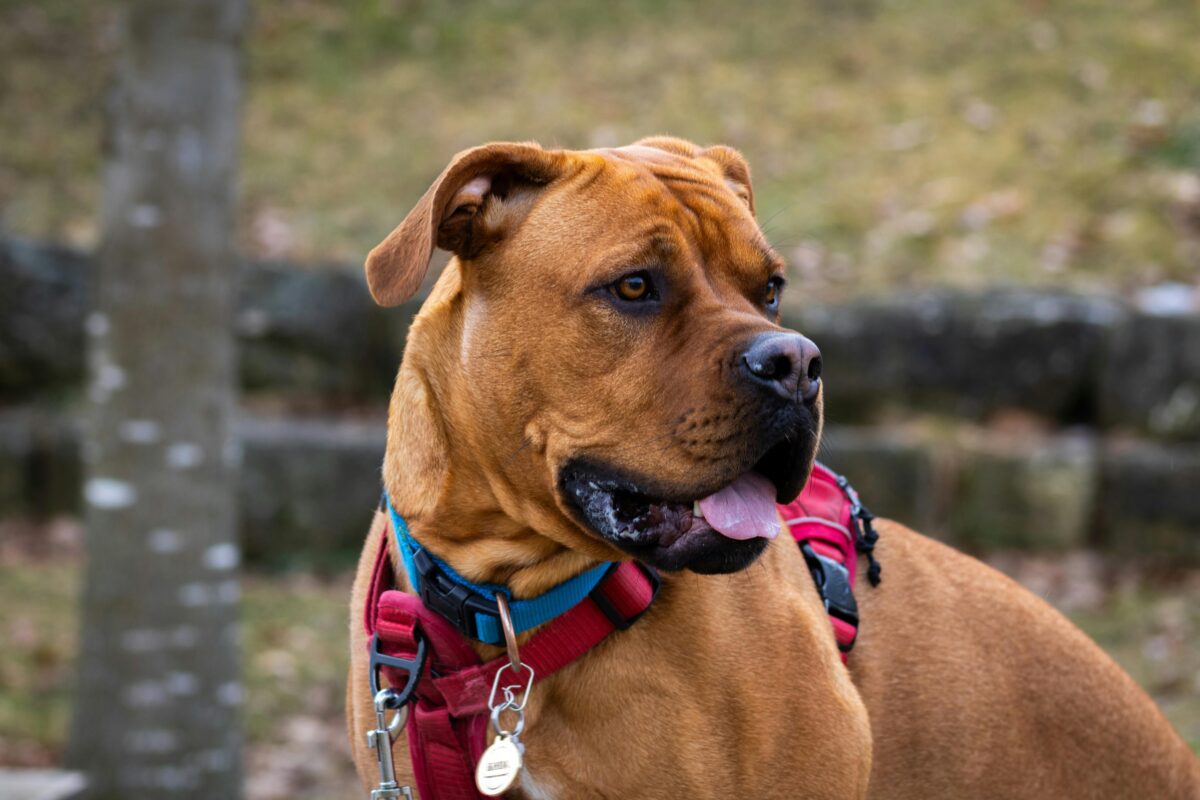 Nearby Boxer Puppy