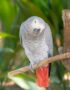 African Grey Parrot