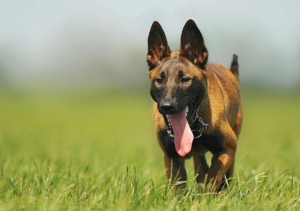 Nearby Belgian Malinois Puppy