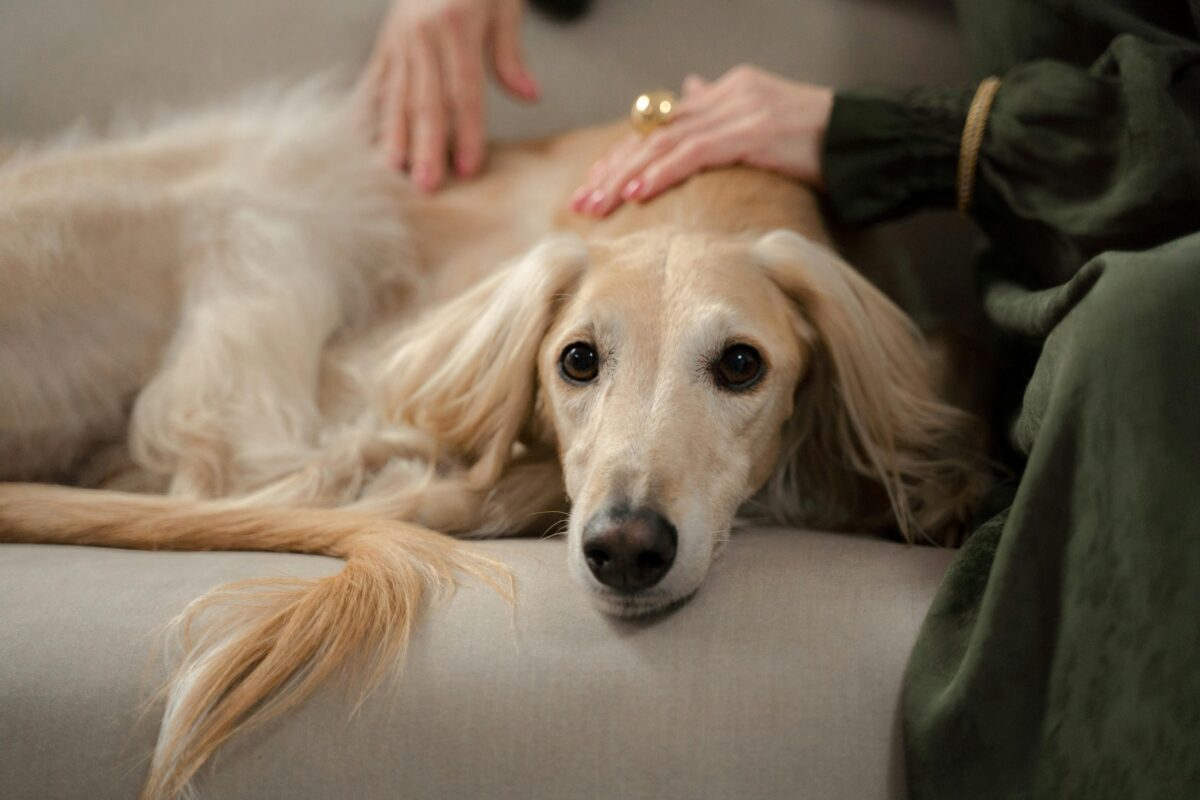 Nearby Afghan Hound Puppy | Gold Color
