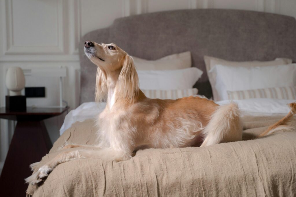 Nearby Afghan Hound Puppy | Gold Color