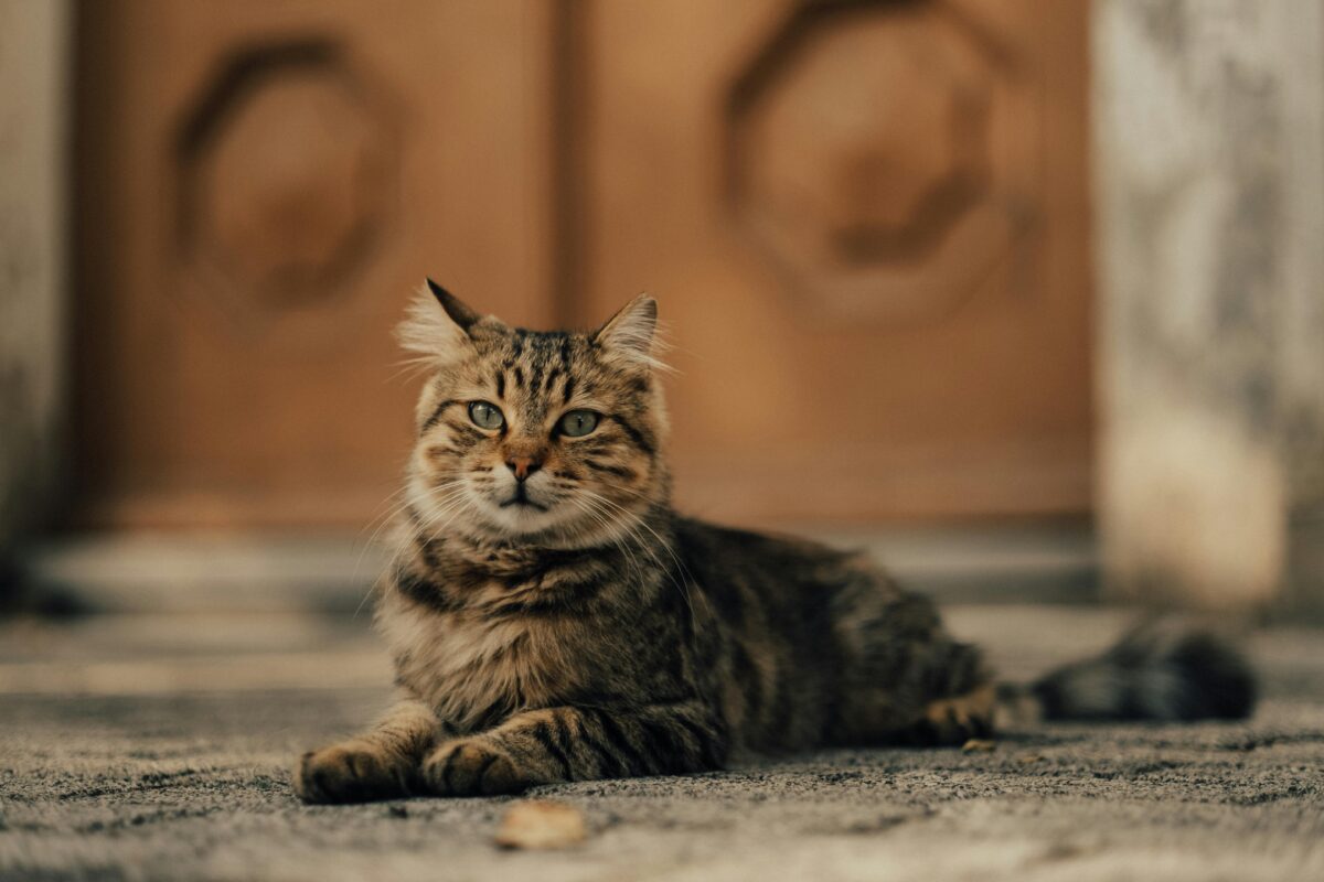 Nearby Maine Coon Cats & Kittens - Image 7