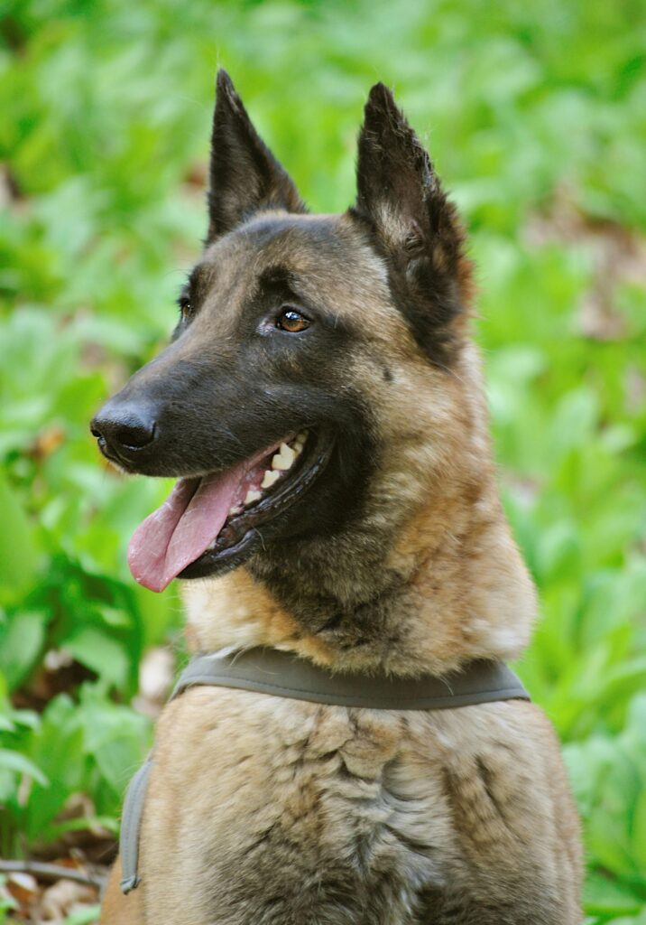Nearby Belgian Malinois Puppy