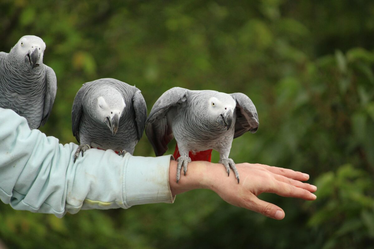 African Grey Parrot