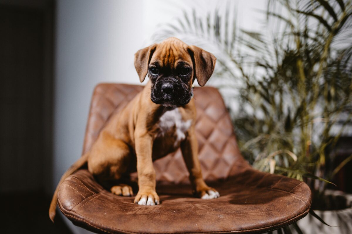 Nearby Boxer Puppy