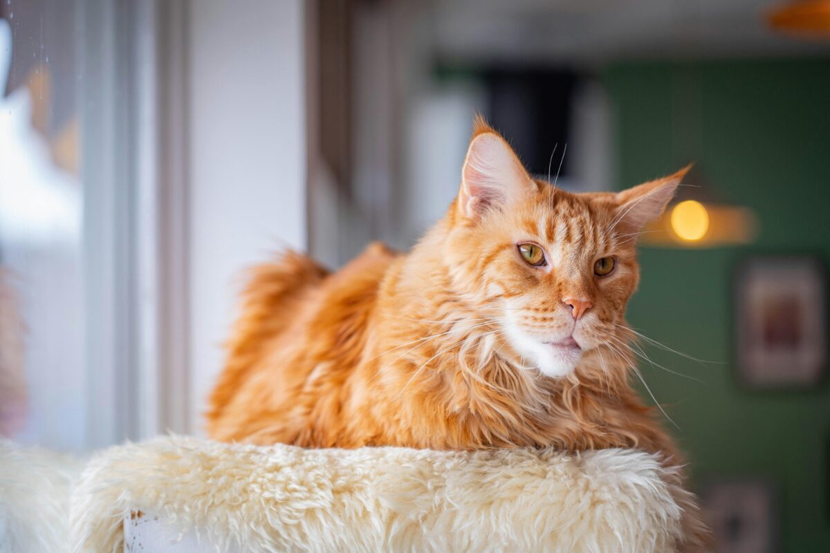 Maine Coon Cats & Kittens