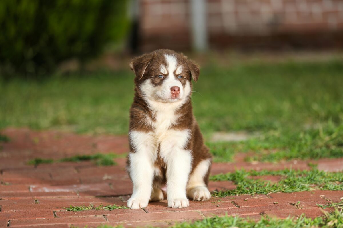 Nearby Siberian Husky | Copper & White Color With Blue Eye