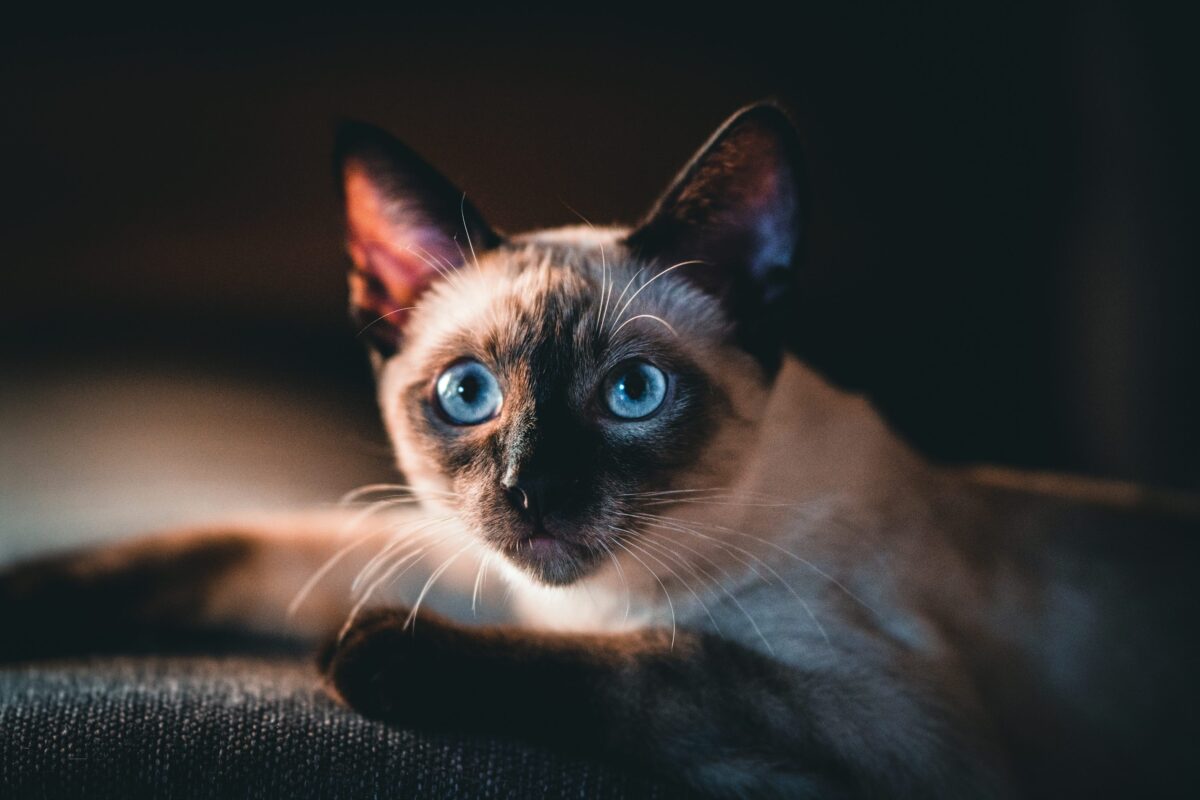 Nearby Siamese Cats & Kittens - Image 5