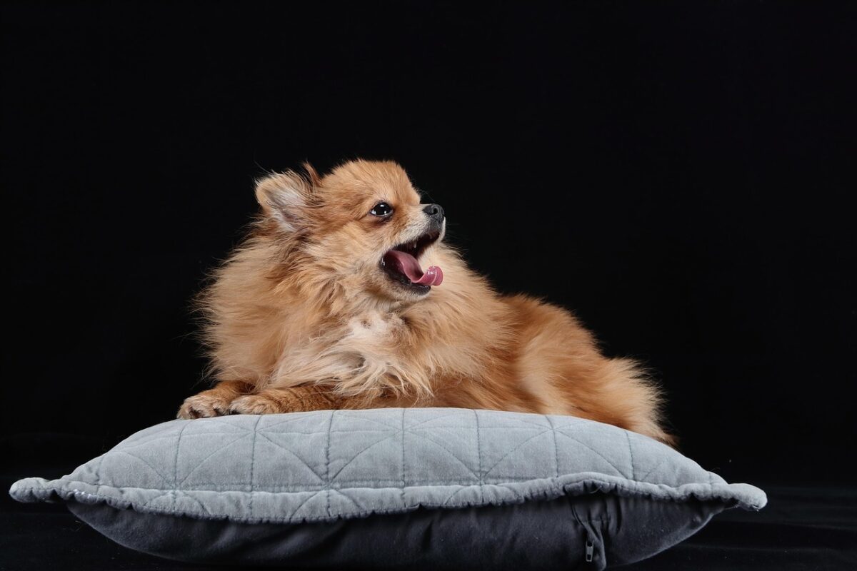 Nearby Culture Pom Puppy | Orange Color