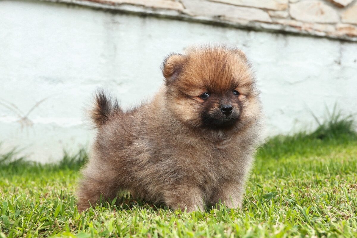 Nearby Culture Pom Puppy | Orange Color