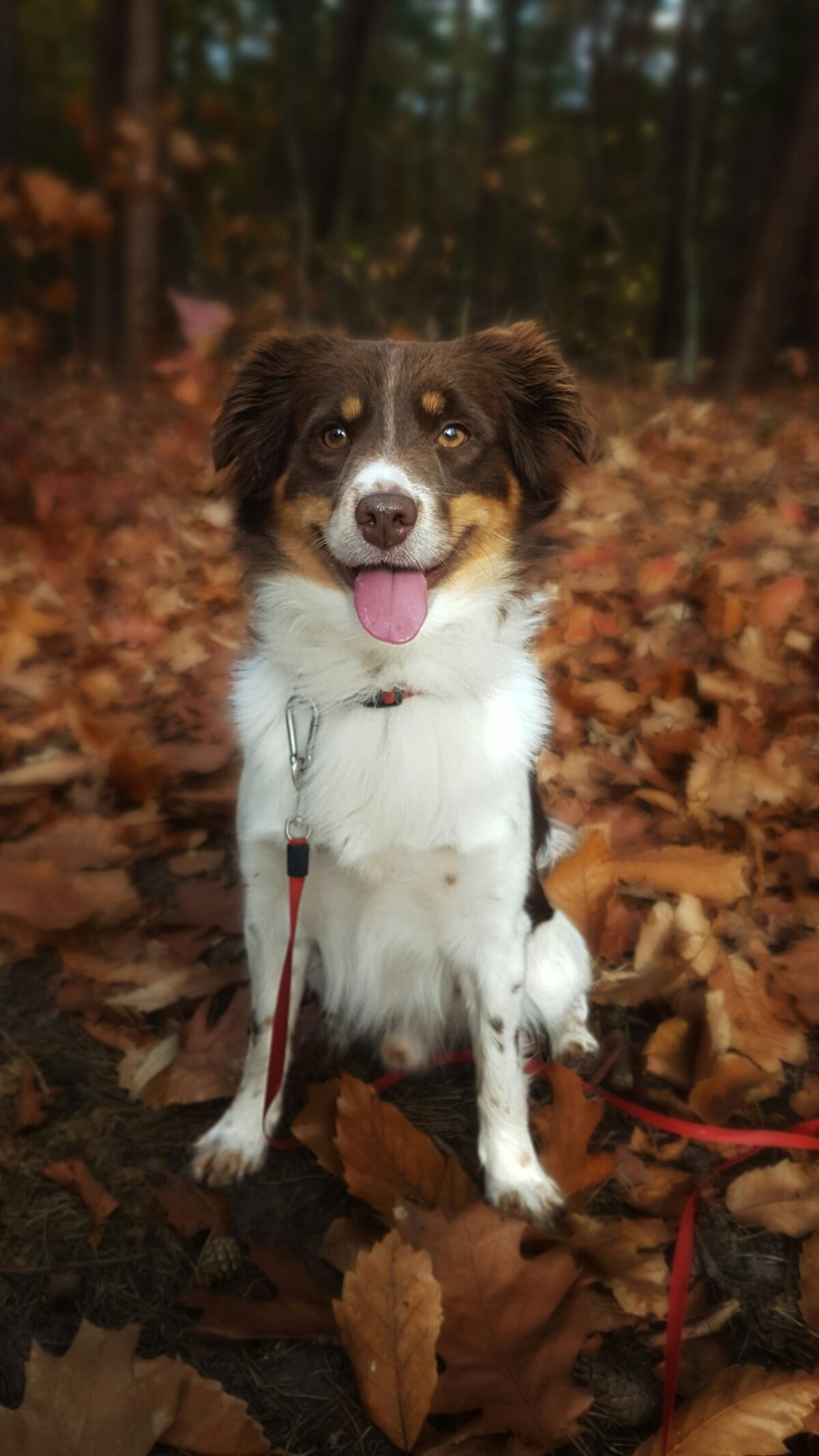 Nearby Border Collie Puppy - Image 2