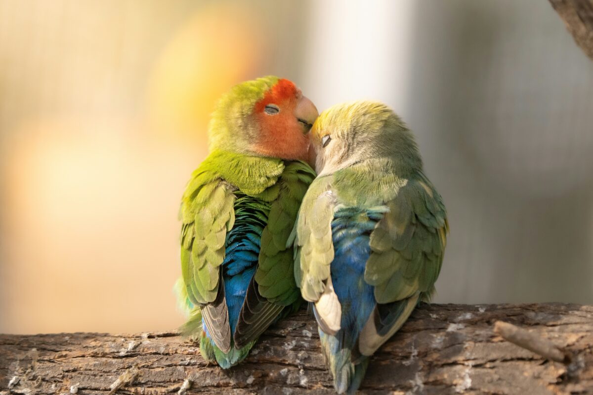 Nearby African Love Birds | Peach - Image 4