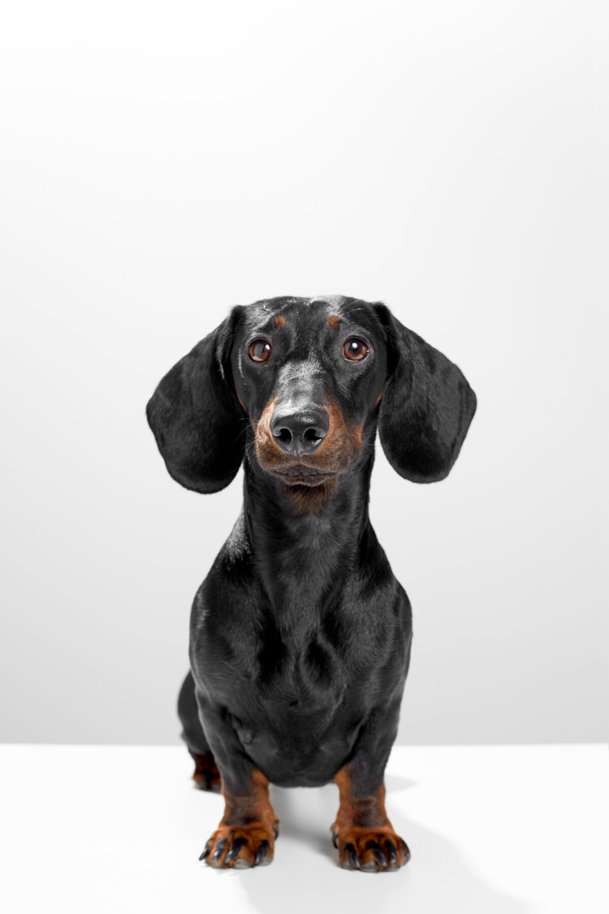 Nearby Dachshund Puppy | Black & Tan Color